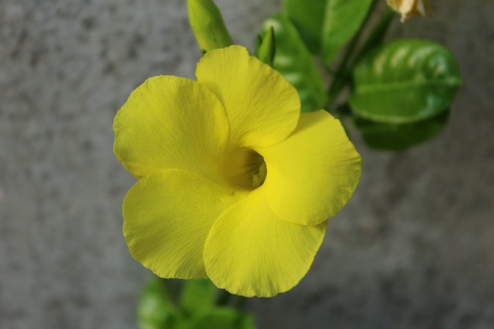 yellow flower