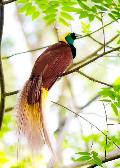 Bird