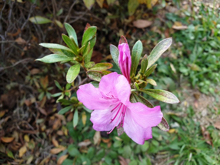 가을과철죽