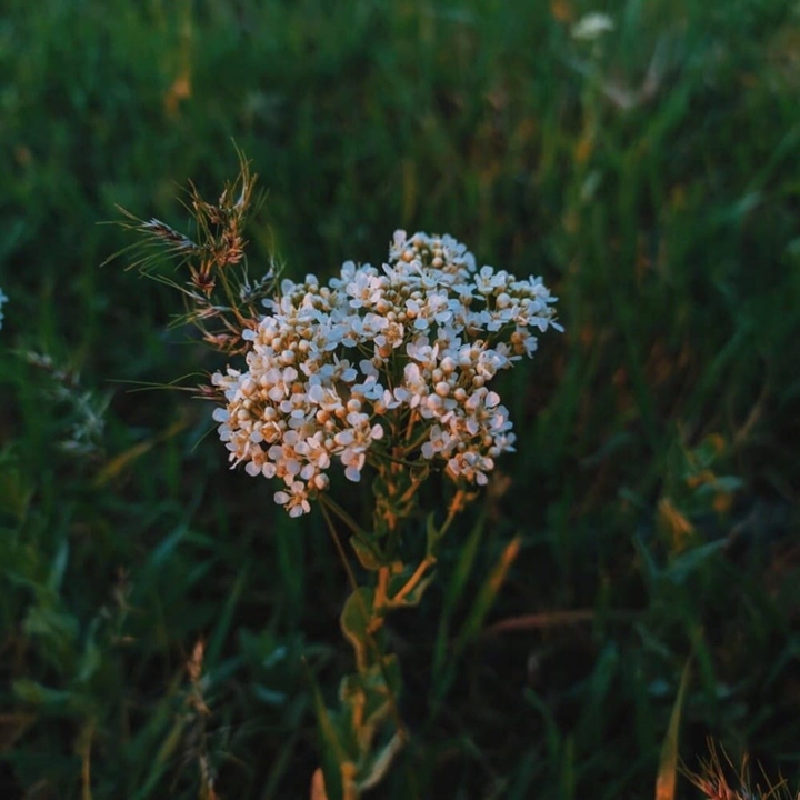 ✨