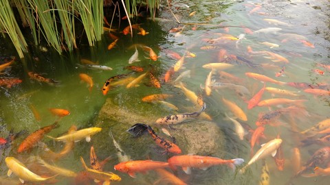 peces en el lago