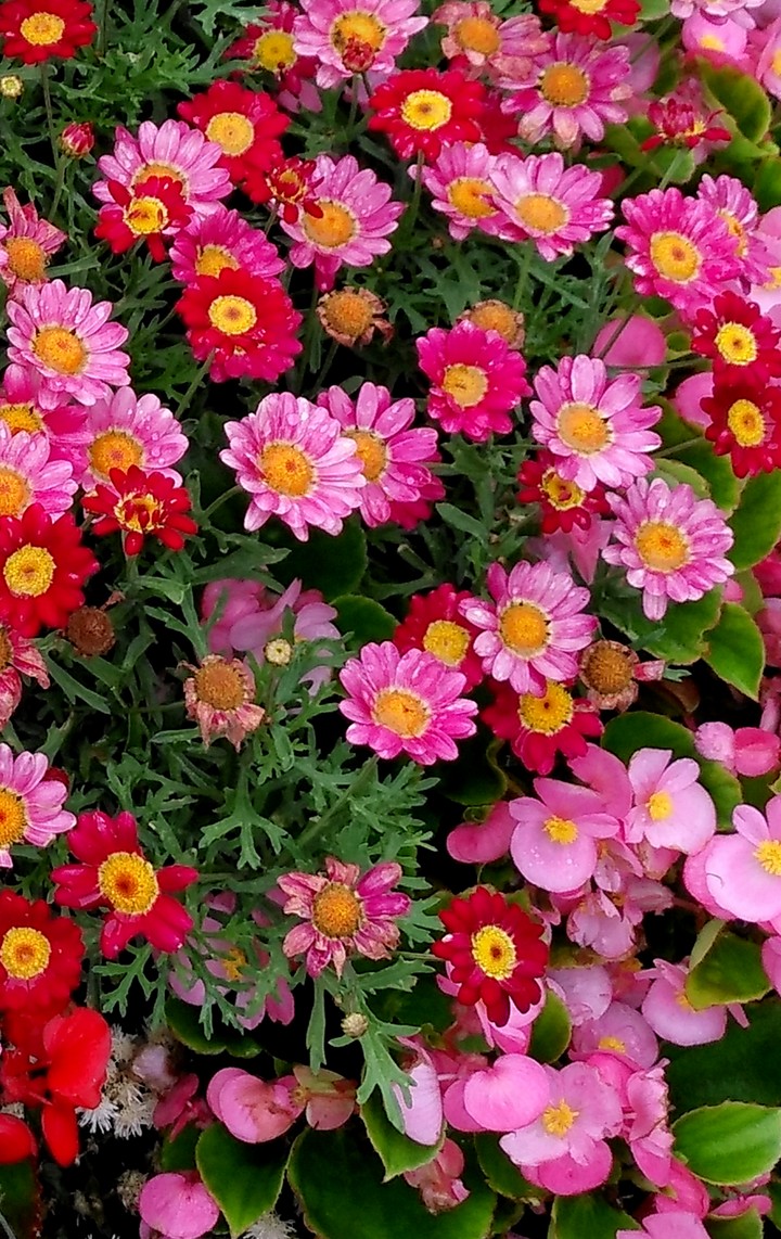 Red Pink