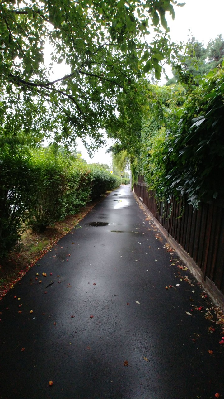 After the rain