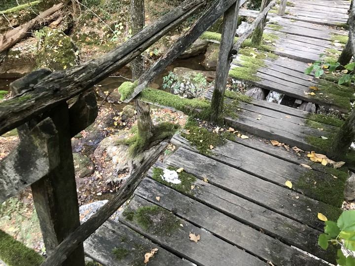 bridge in the forest