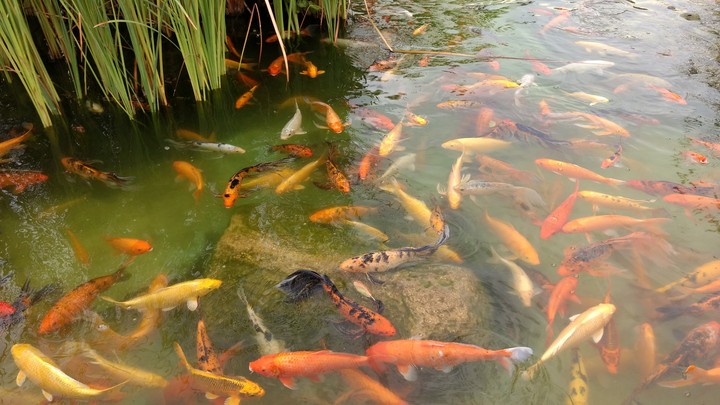 peces en el lago