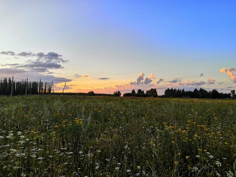 grassland, 植物桌布