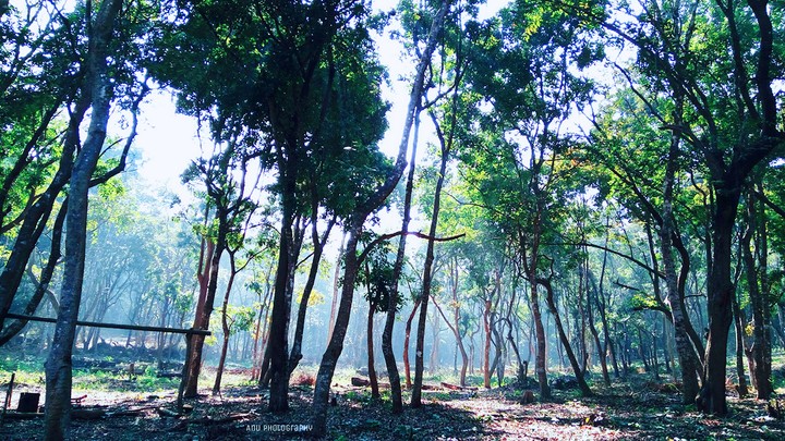 karnataka forest