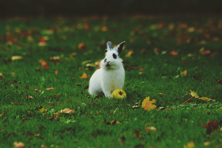 cute rabbit 