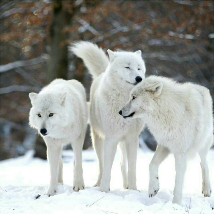 wolf...