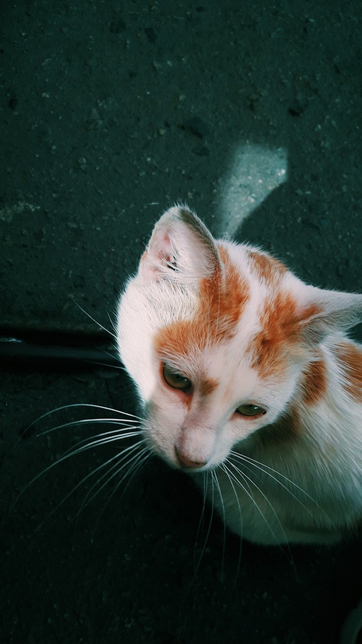 cat