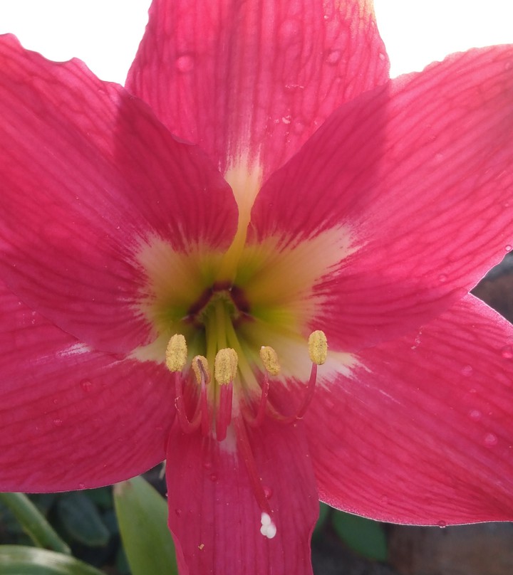 lily