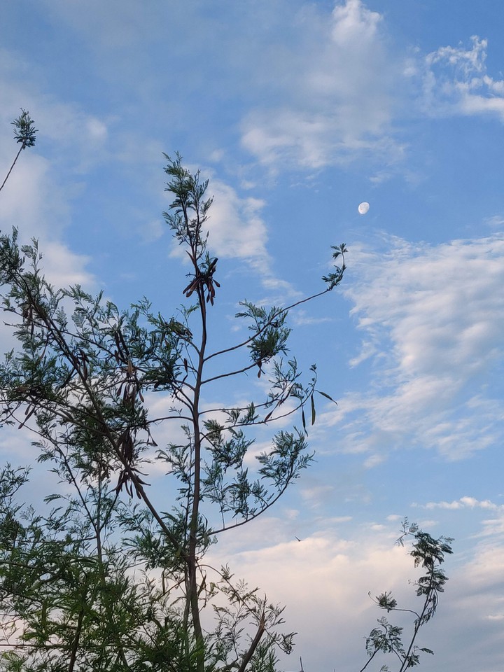 The 6am Moon