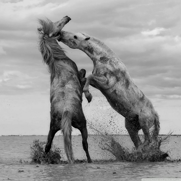 Horses