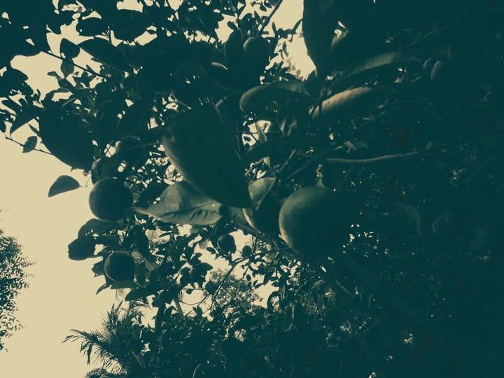 lemon