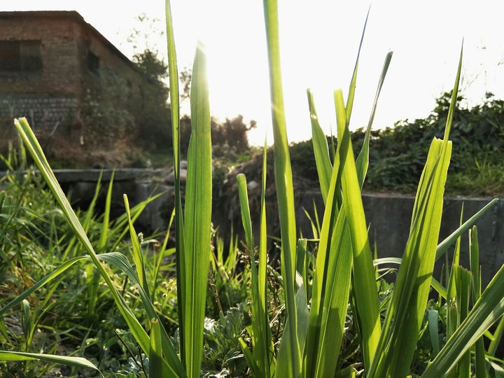 grass