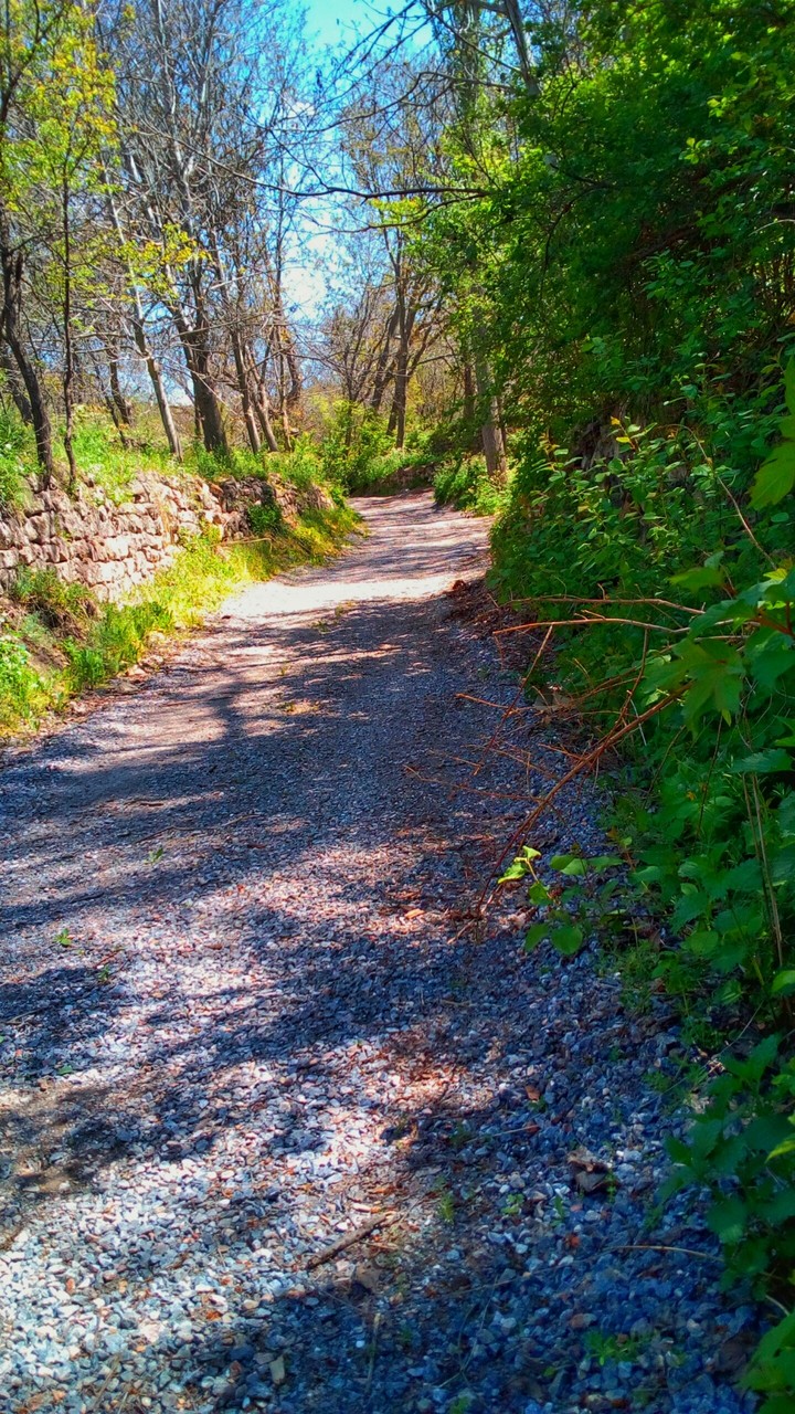 yalnızlık yolu yeşiligin icinde