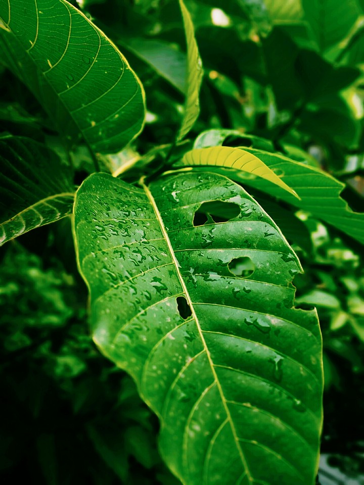 raindrops.