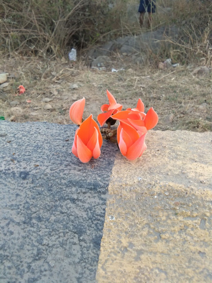 flower