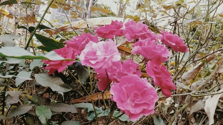 rose bunches