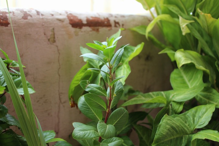 plant