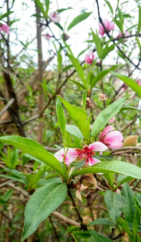 sfondi spring, leaf