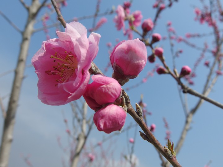 Peach flower