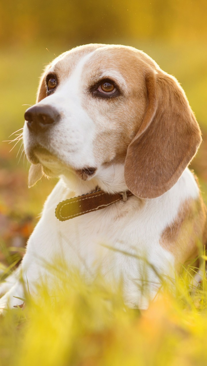dog,собака