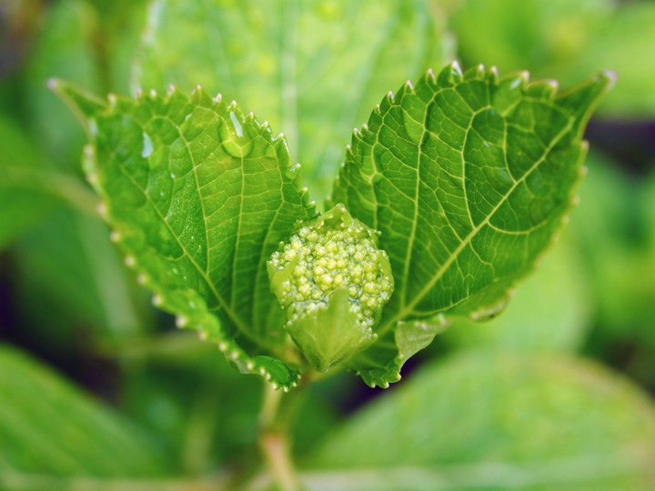 hydrangea