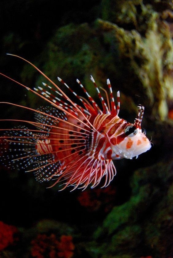 Fish