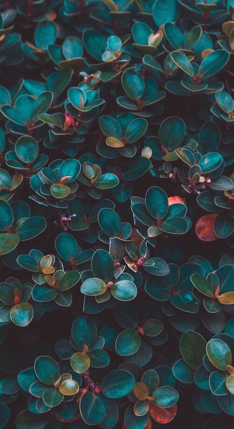#leaves