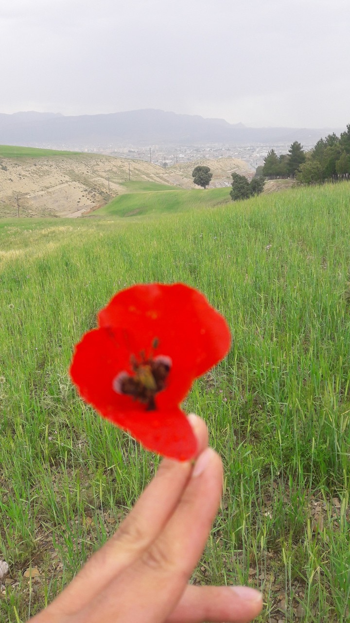 flower