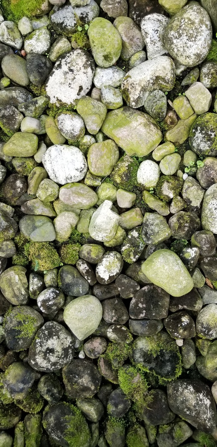 Botanical gardens of Montreal