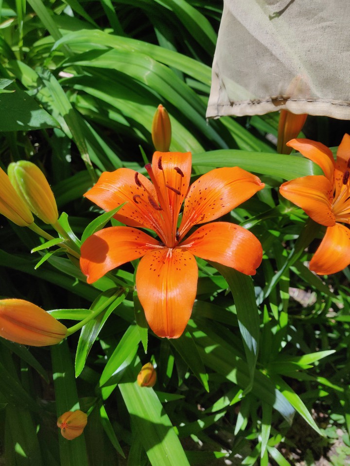 lily