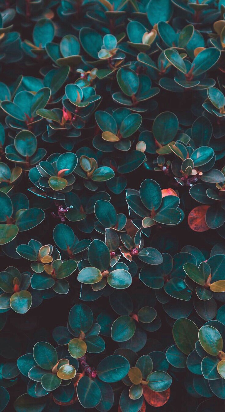 #leaves