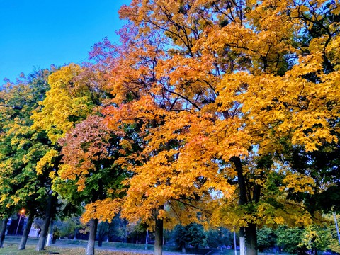 autumn trees