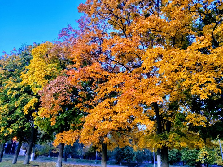 autumn trees