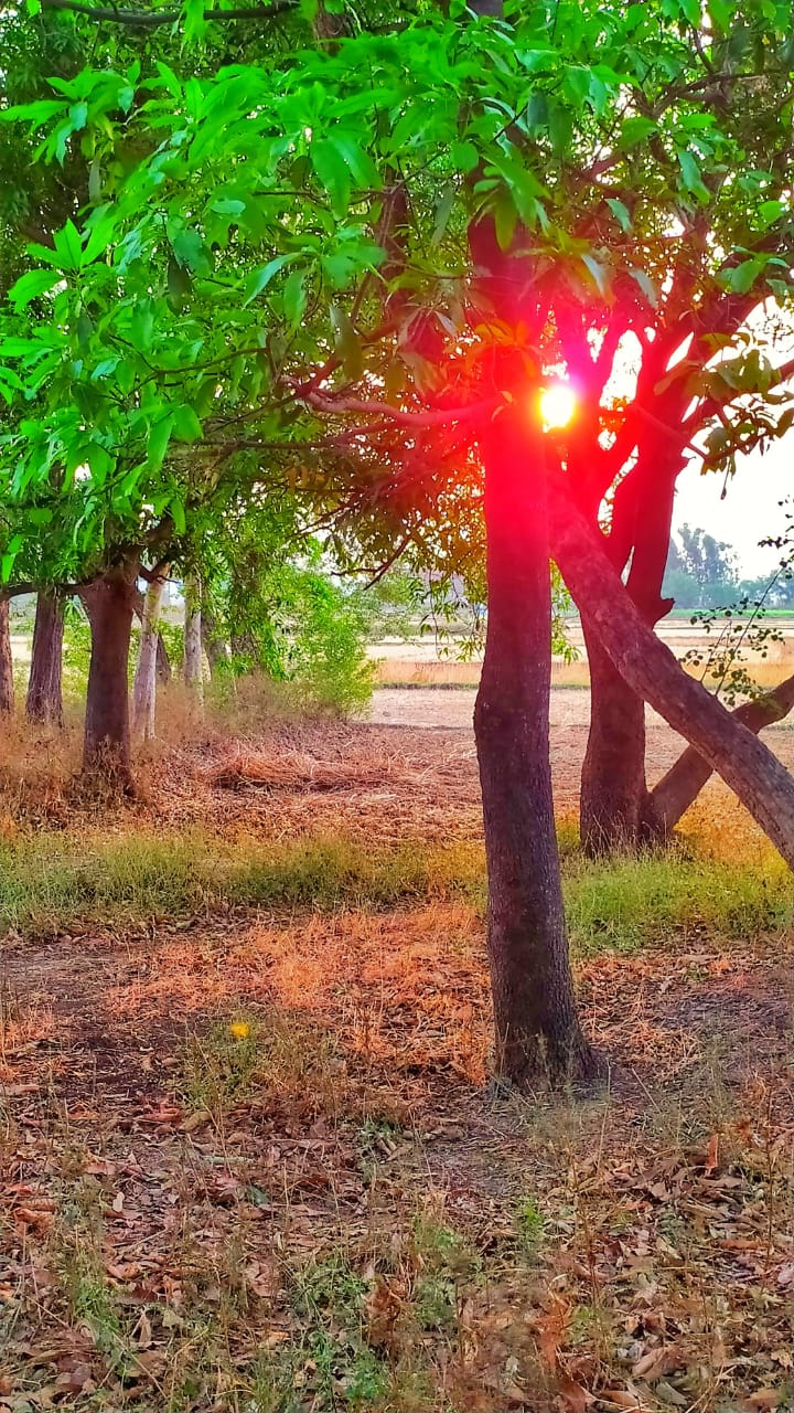 garden