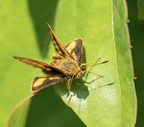 skippers, wing háttérképek