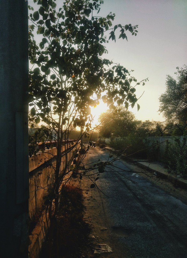 Morning view