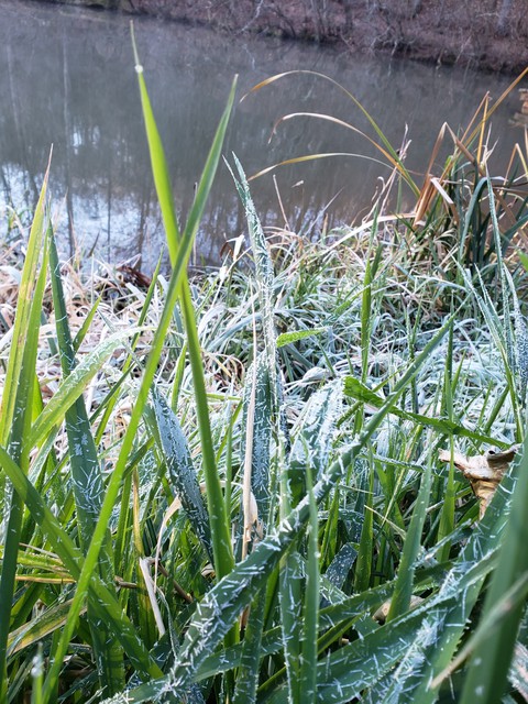 frost