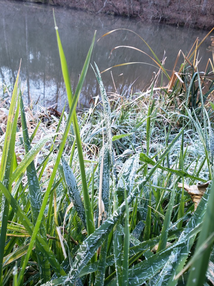 frost