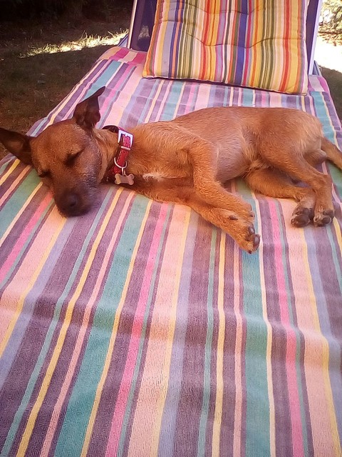 Sweet Dream