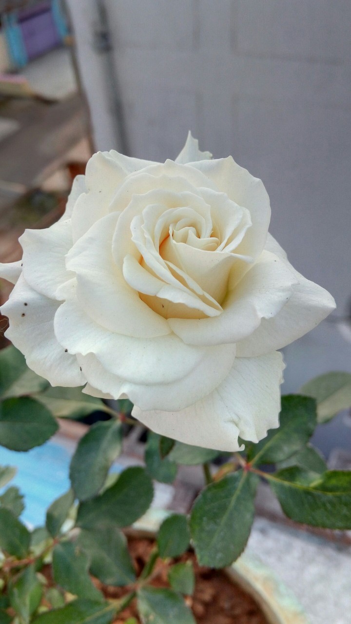 white rose