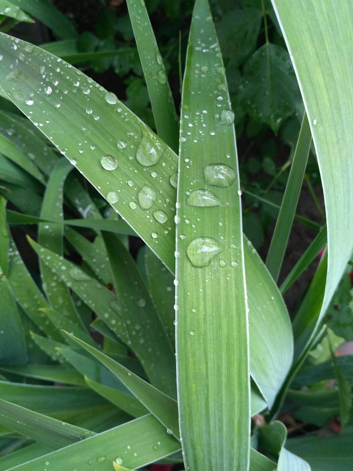 Drops