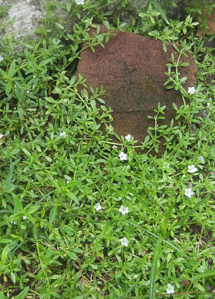 plant's
