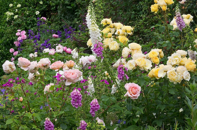 garden colors