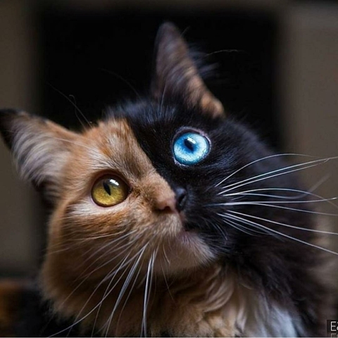 fauna, eye duvar kağıtları