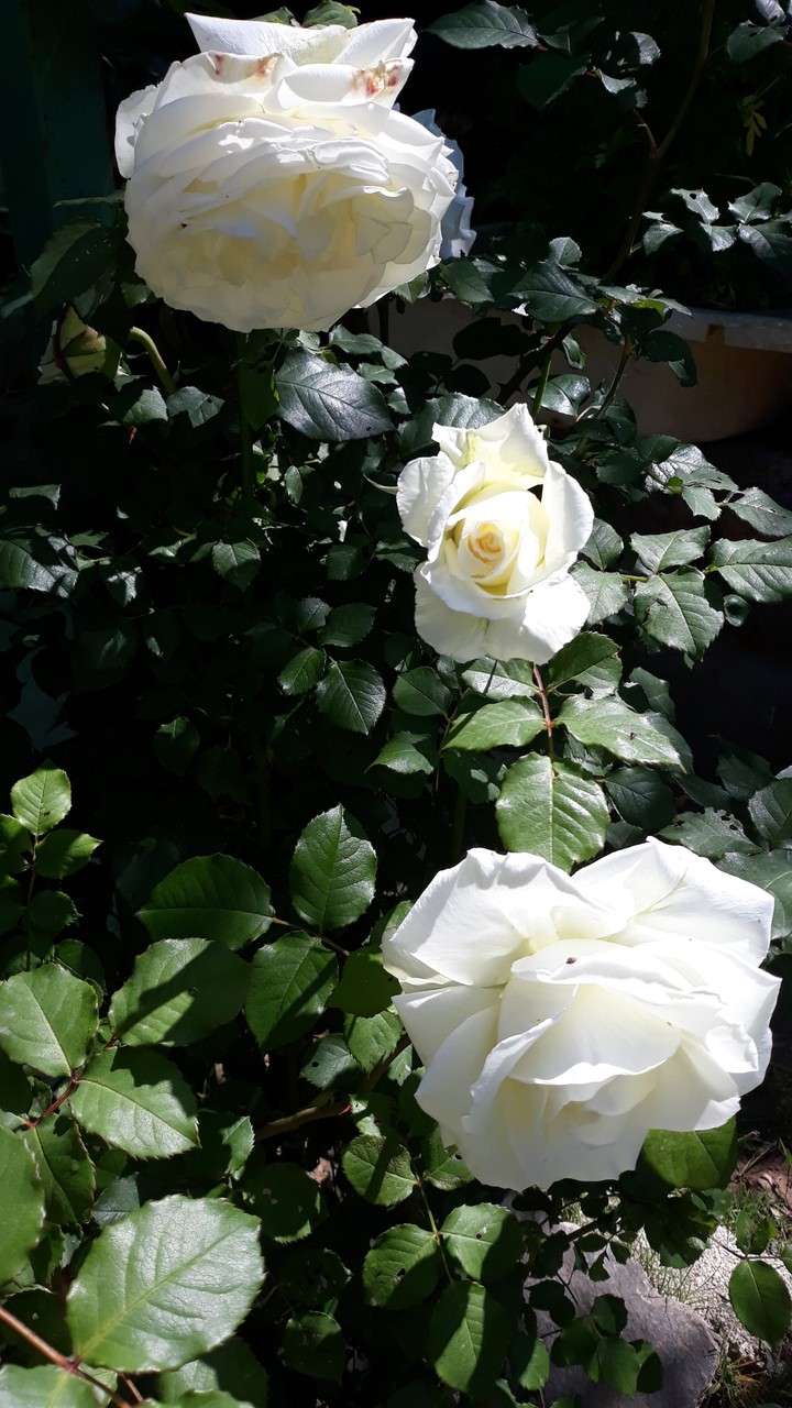 rose bianche