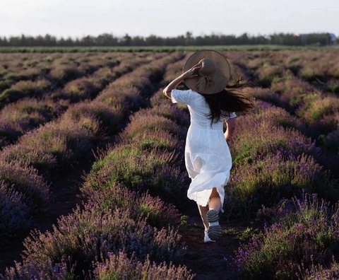 fonds d'écran lavender, Plantation