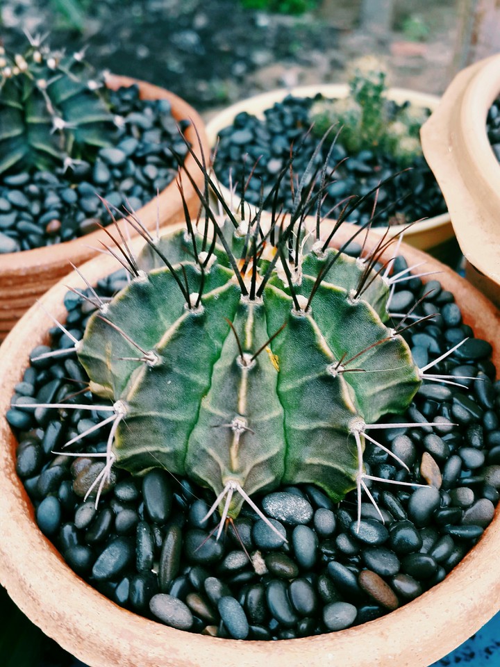 cactus